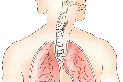 anatomy-breathing.png