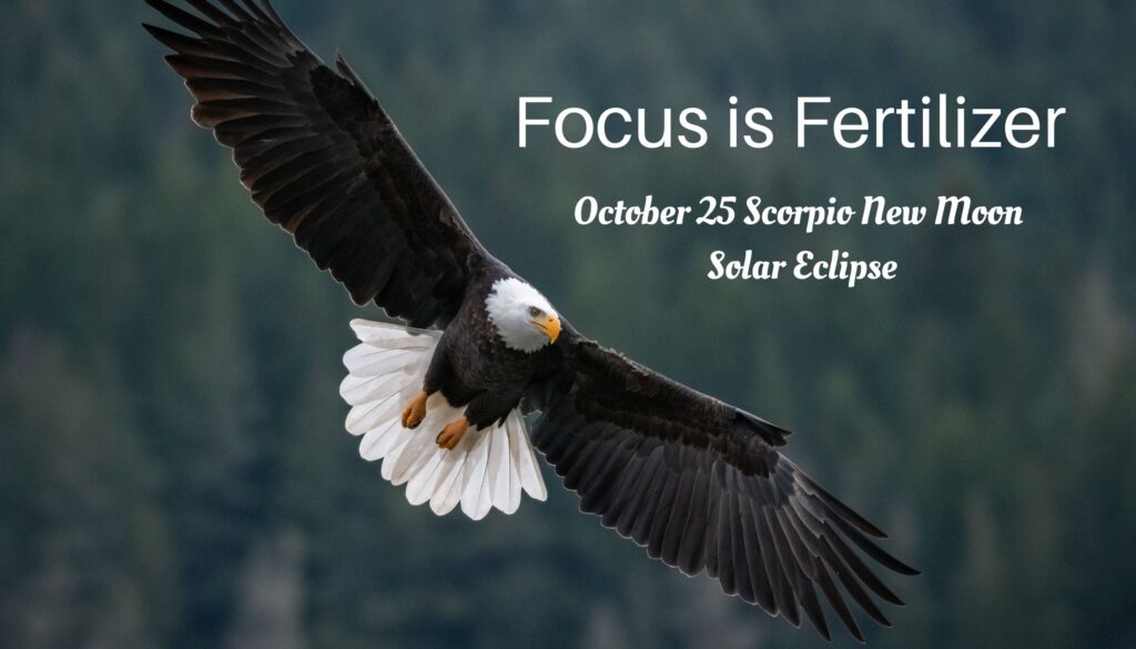 Focus is Fertilizer